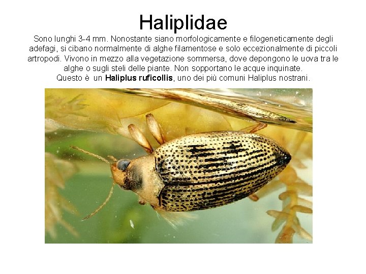 Haliplidae Sono lunghi 3 -4 mm. Nonostante siano morfologicamente e filogeneticamente degli adefagi, si