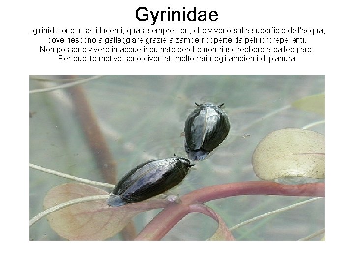 Gyrinidae I girinidi sono insetti lucenti, quasi sempre neri, che vivono sulla superficie dell’acqua,
