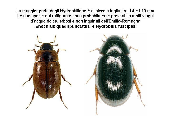 La maggior parte degli Hydrophilidae è di piccola taglia, tra i 4 e i