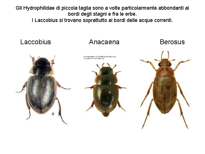 Gli Hydrophilidae di piccola taglia sono a volte particolarmente abbondanti ai bordi degli stagni