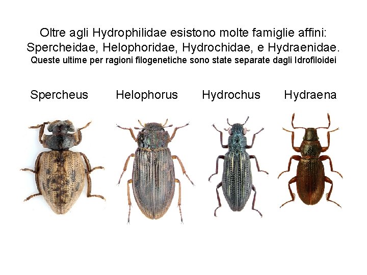 Oltre agli Hydrophilidae esistono molte famiglie affini: Spercheidae, Helophoridae, Hydrochidae, e Hydraenidae. Queste ultime