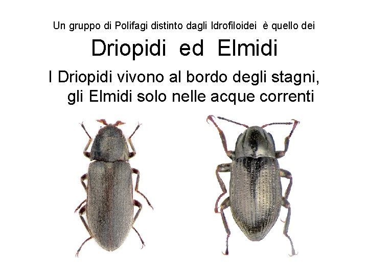 Un gruppo di Polifagi distinto dagli Idrofiloidei è quello dei Driopidi ed Elmidi I