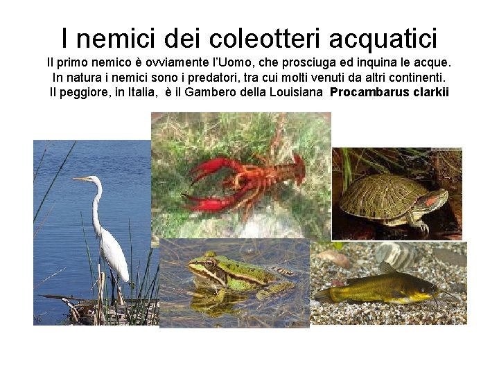 I nemici dei coleotteri acquatici Il primo nemico è ovviamente l’Uomo, che prosciuga ed I nemici dei coleotteri acquatici Il primo nemico è ovviamente l’Uomo, che prosciuga ed