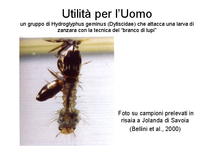 Utilità per l’Uomo un gruppo di Hydroglyphus geminus (Dytiscidae) che attacca una larva di