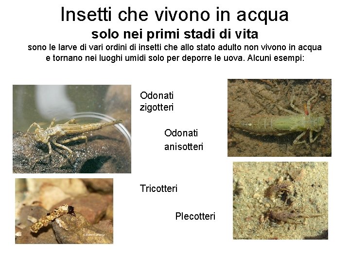 Insetti che vivono in acqua solo nei primi stadi di vita sono le larve