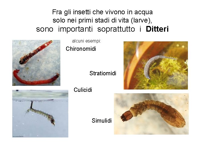 Fra gli insetti che vivono in acqua solo nei primi stadi di vita (larve),