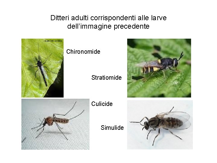 Ditteri adulti corrispondenti alle larve dell’immagine precedente Chironomide Stratiomide Culicide Simulide 