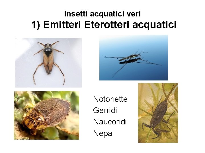 Insetti acquatici veri 1) Emitteri Eterotteri acquatici Notonette Gerridi Naucoridi Nepa 
