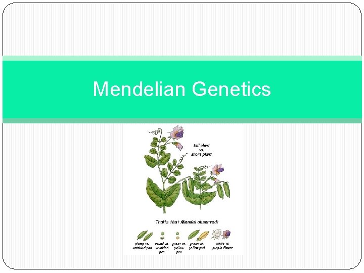 Mendelian Genetics 