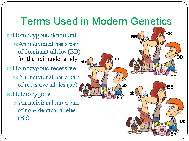 Terms Used in Modern Genetics Homozygous dominant BB BB An individual has a pair