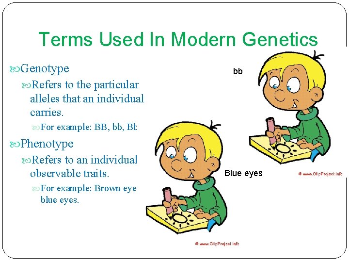 Terms Used In Modern Genetics Genotype bb Refers to the particular alleles that an