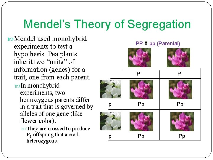 Mendel’s Theory of Segregation Mendel used monohybrid PP X pp (Parental) experiments to test