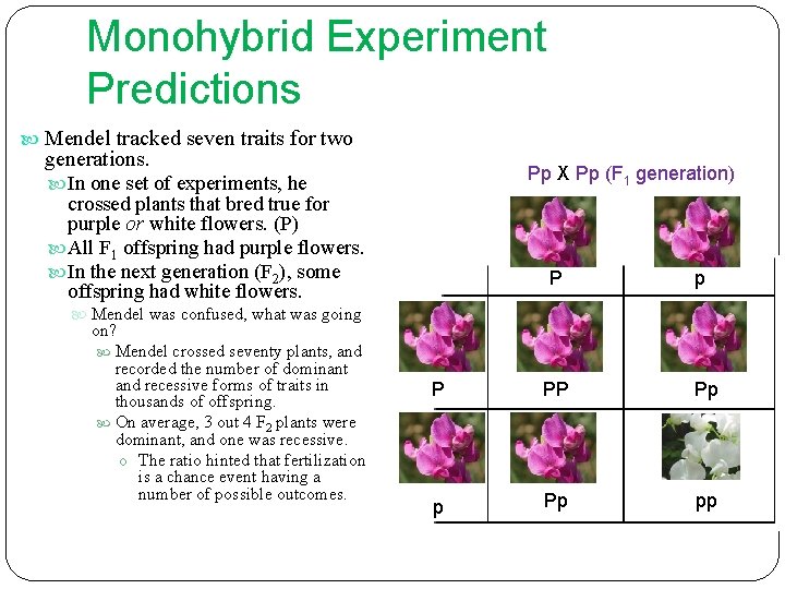 Monohybrid Experiment Predictions Mendel tracked seven traits for two generations. Pp X Pp (F