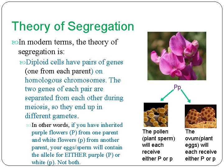 Theory of Segregation In modern terms, theory of segregation is: Diploid cells have pairs