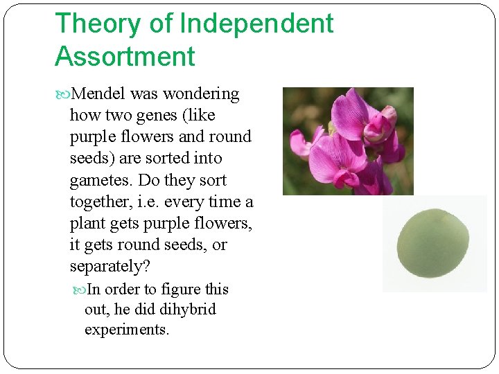 Theory of Independent Assortment Mendel was wondering how two genes (like purple flowers and