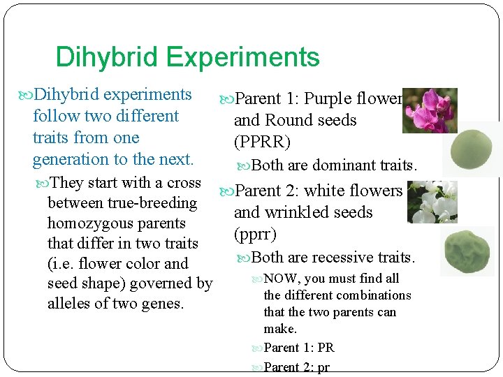 Dihybrid Experiments Dihybrid experiments follow two different traits from one generation to the next.