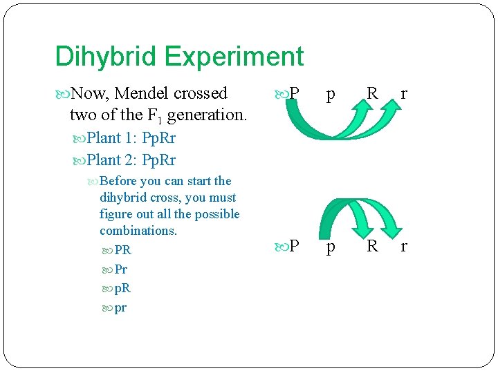 Dihybrid Experiment Now, Mendel crossed P p R r two of the F 1