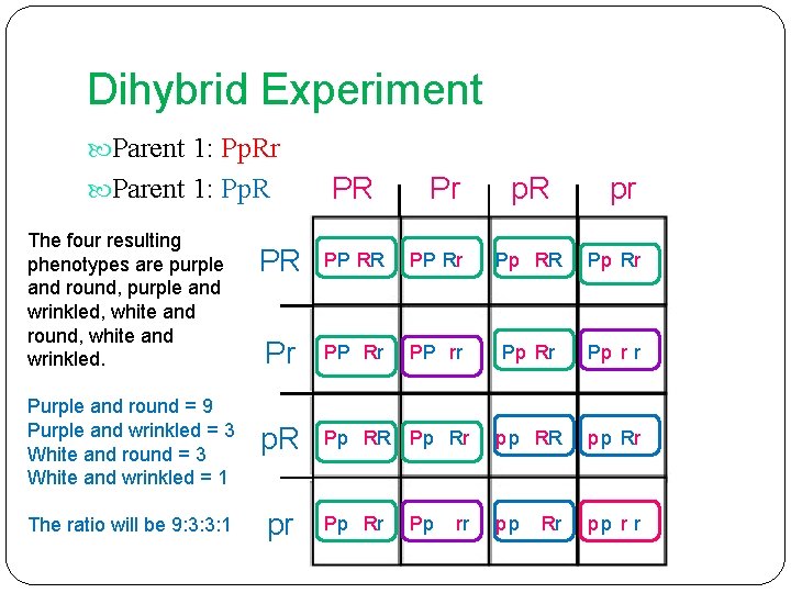 Dihybrid Experiment Parent 1: Pp. Rr The four resulting phenotypes are purple and round,