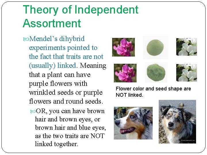 Theory of Independent Assortment Mendel’s dihybrid experiments pointed to the fact that traits are