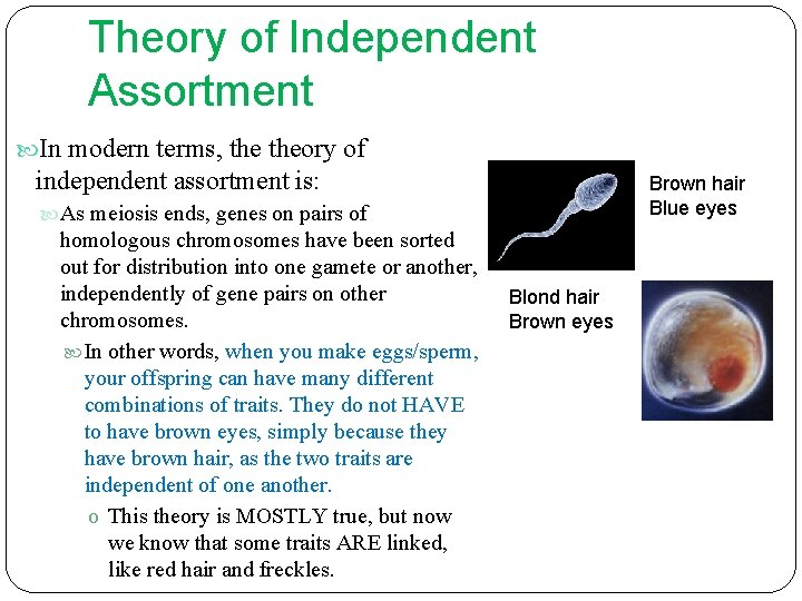 Theory of Independent Assortment In modern terms, theory of independent assortment is: Brown hair