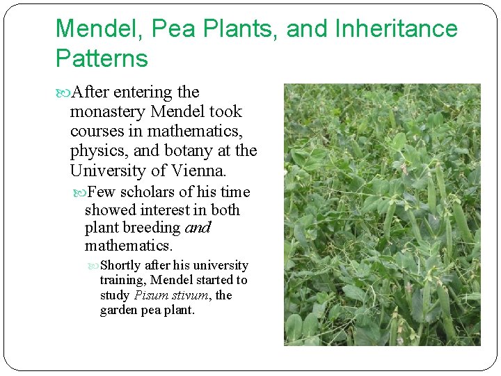 Mendel, Pea Plants, and Inheritance Patterns After entering the monastery Mendel took courses in