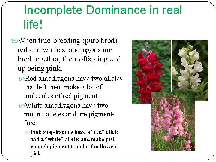 Incomplete Dominance in real life! When true-breeding (pure bred) red and white snapdragons are