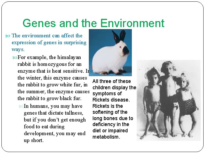 Genes and the Environment The environment can affect the expression of genes in surprising