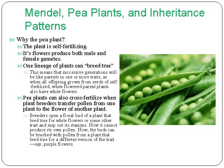 Mendel, Pea Plants, and Inheritance Patterns Why the pea plant? The plant is self-fertilizing.