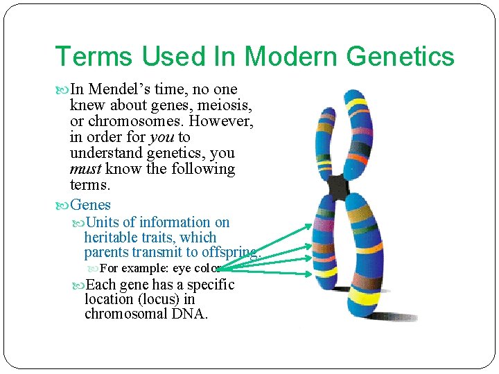 Terms Used In Modern Genetics In Mendel’s time, no one knew about genes, meiosis,