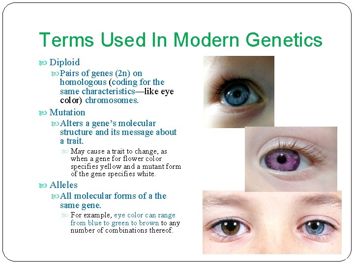 Terms Used In Modern Genetics Diploid Pairs of genes (2 n) on homologous (coding