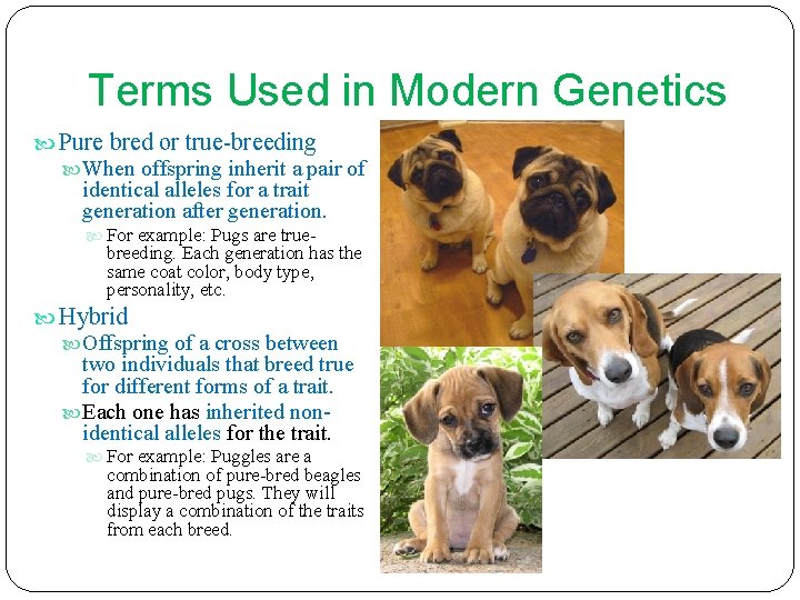 Terms Used in Modern Genetics Pure bred or true-breeding When offspring inherit a pair