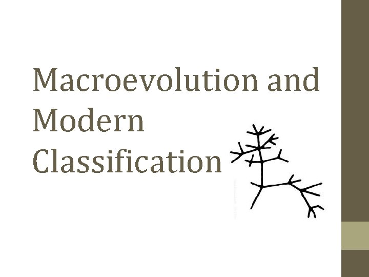 Macroevolution and Modern Classification 