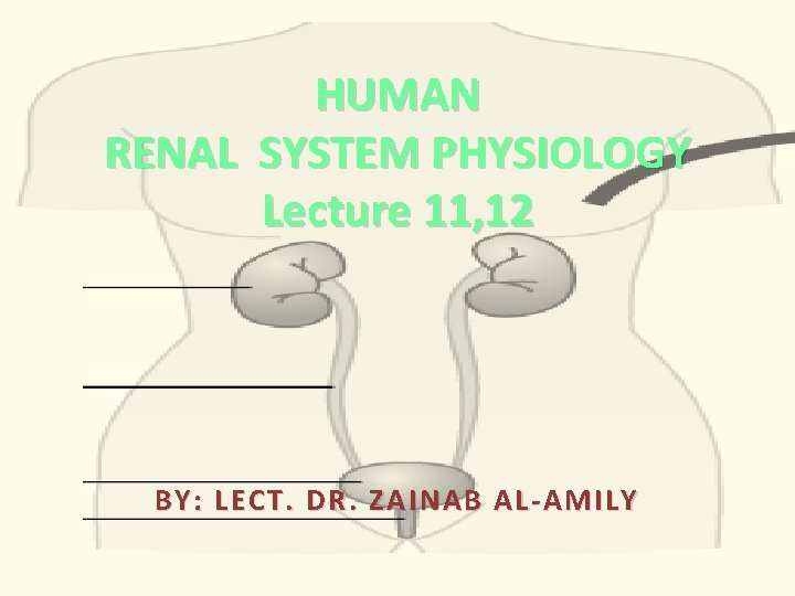 HUMAN RENAL SYSTEM PHYSIOLOGY Lecture 11, 12 BY: LECT. DR. ZAINAB AL-AMILY 