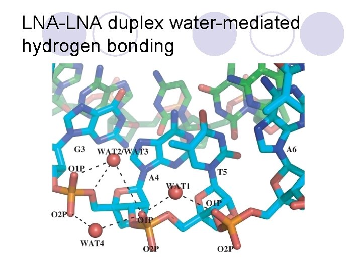 LNA-LNA duplex water-mediated hydrogen bonding 