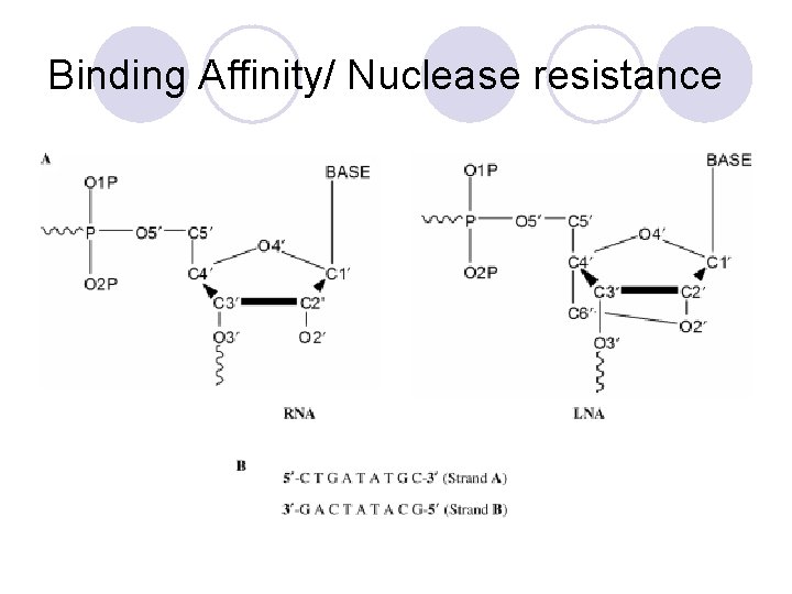 Binding Affinity/ Nuclease resistance 