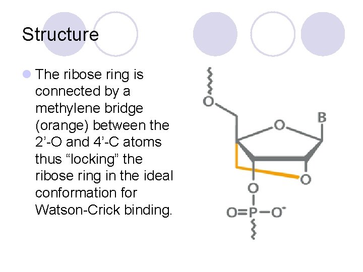 Structure l The ribose ring is connected by a methylene bridge (orange) between the