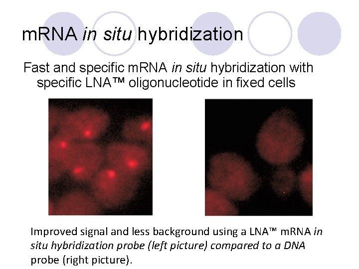 m. RNA in situ hybridization Fast and specific m. RNA in situ hybridization with