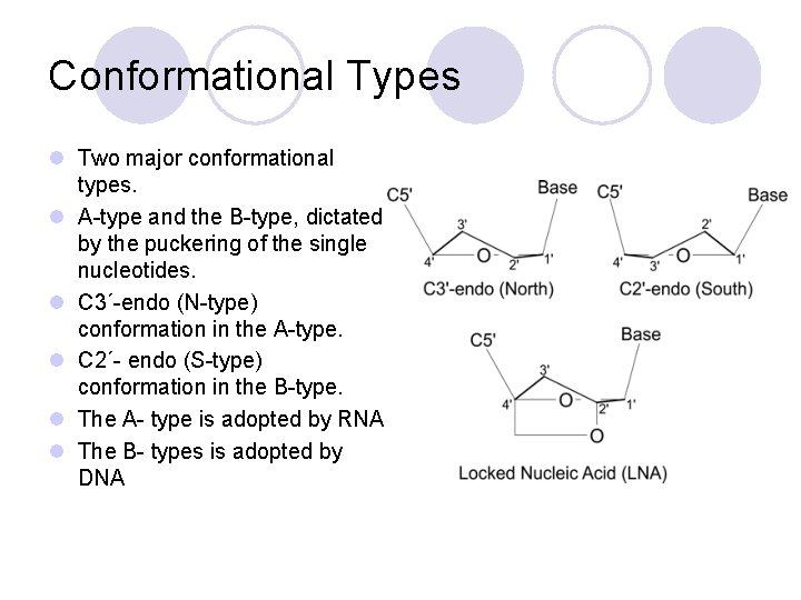 Conformational Types l Two major conformational types. l A-type and the B-type, dictated by