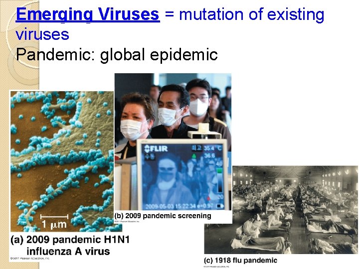 Emerging Viruses = mutation of existing viruses Pandemic: global epidemic 