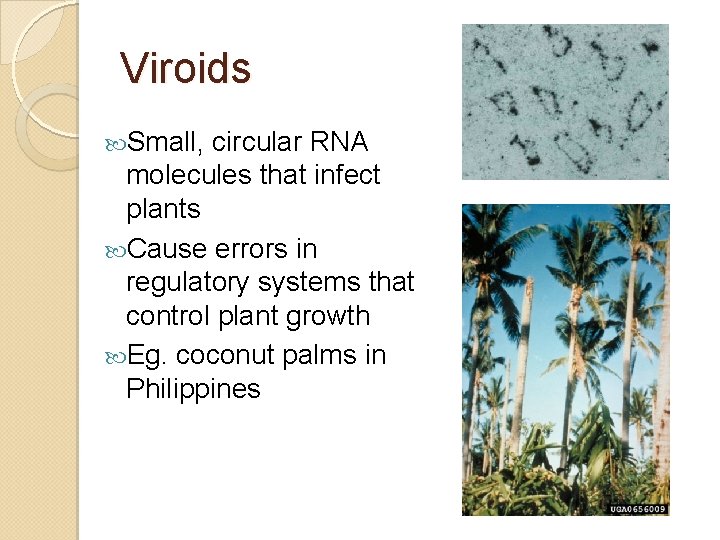 Viroids Small, circular RNA molecules that infect plants Cause errors in regulatory systems that