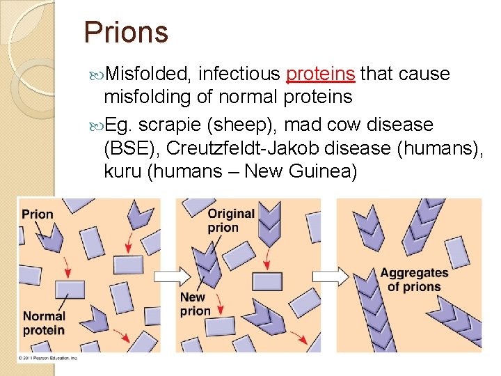 Prions Misfolded, infectious proteins that cause misfolding of normal proteins Eg. scrapie (sheep), mad