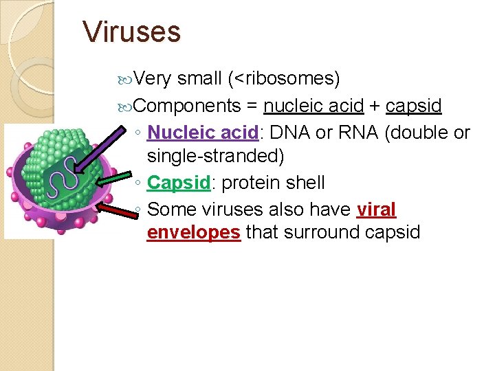 Viruses Very small (<ribosomes) Components = nucleic acid + capsid ◦ Nucleic acid: DNA