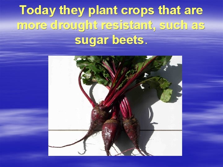 Today they plant crops that are more drought resistant, such as sugar beets. 