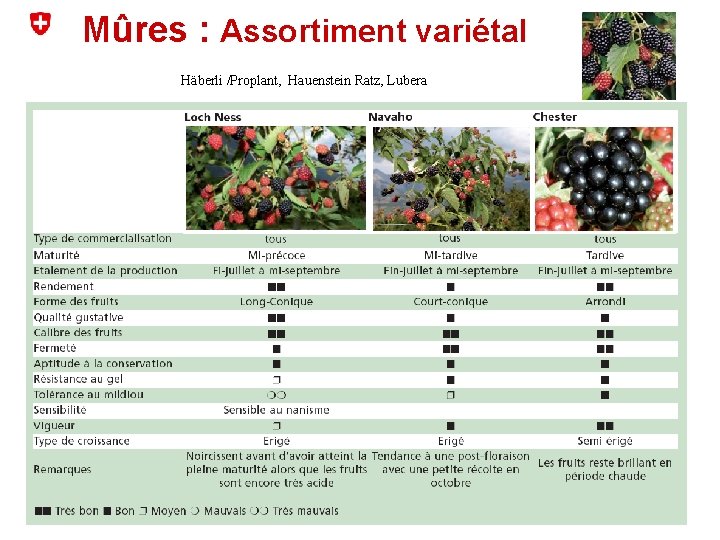 Mûres : Assortiment variétal Häberli /Proplant, Hauenstein Ratz, Lubera 