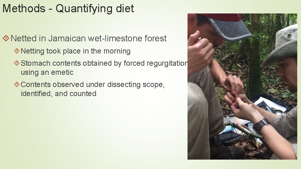 Methods - Quantifying diet Netted in Jamaican wet-limestone forest Netting took place in the Methods - Quantifying diet Netted in Jamaican wet-limestone forest Netting took place in the