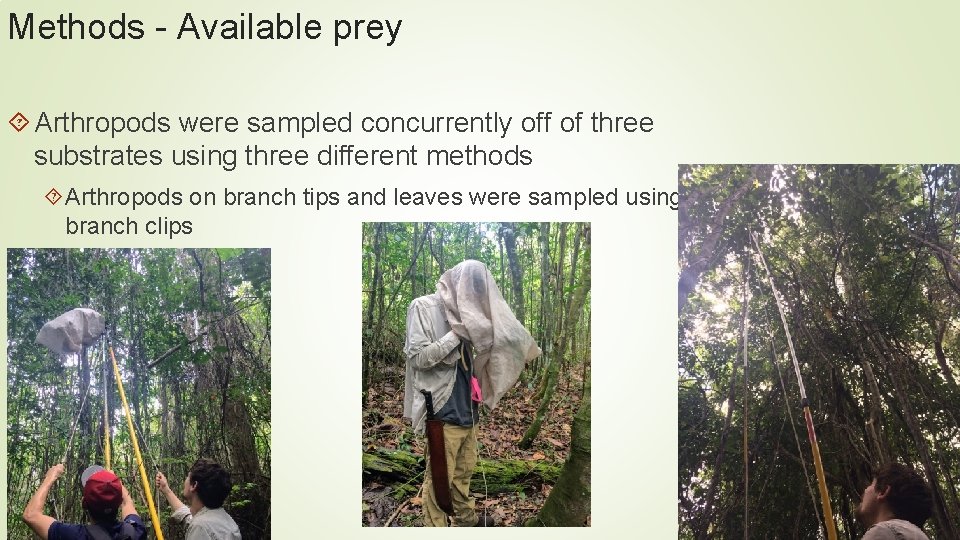 Methods - Available prey Arthropods were sampled concurrently off of three substrates using three Methods - Available prey Arthropods were sampled concurrently off of three substrates using three