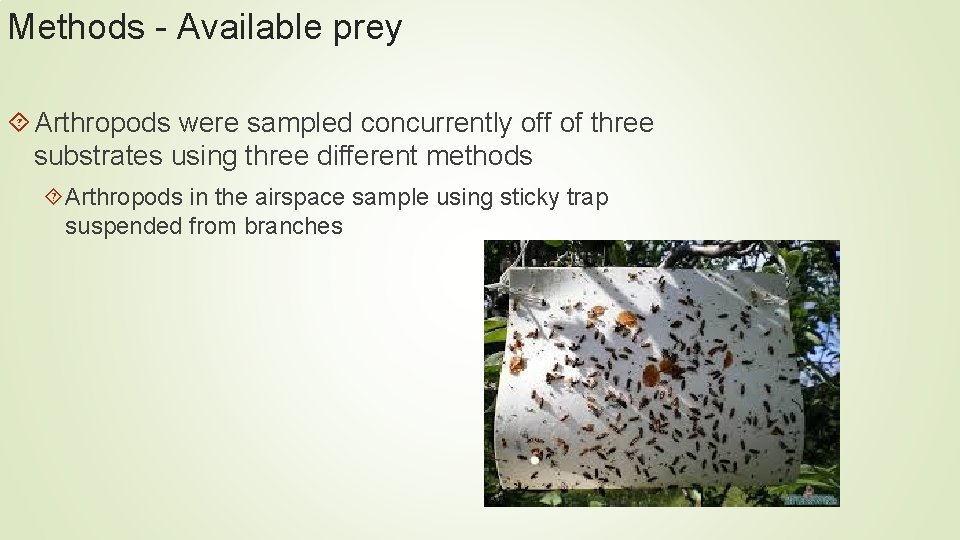 Methods - Available prey Arthropods were sampled concurrently off of three substrates using three Methods - Available prey Arthropods were sampled concurrently off of three substrates using three