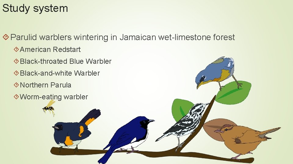 Study system Parulid warblers wintering in Jamaican wet-limestone forest American Redstart Black-throated Blue Warbler Study system Parulid warblers wintering in Jamaican wet-limestone forest American Redstart Black-throated Blue Warbler