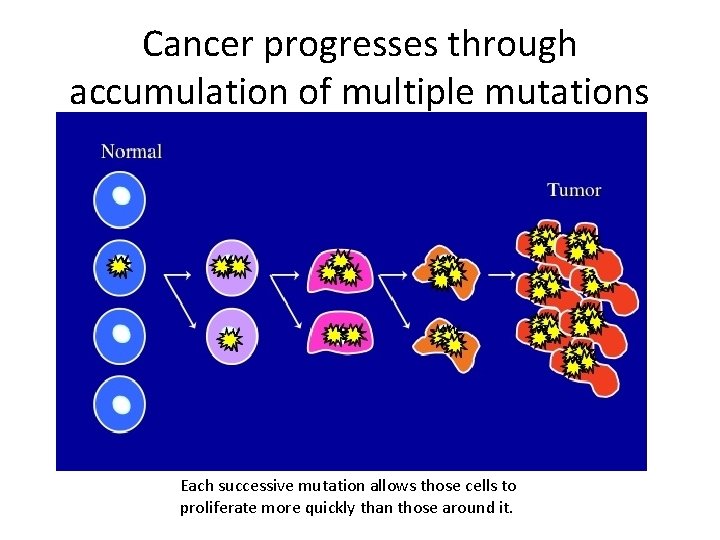 Cancer progresses through accumulation of multiple mutations Each successive mutation allows those cells to