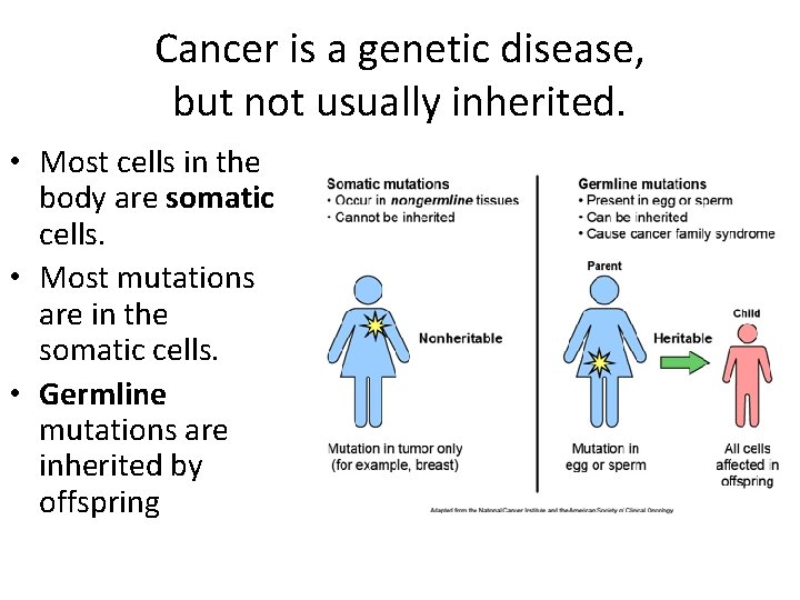 Cancer is a genetic disease, but not usually inherited. • Most cells in the